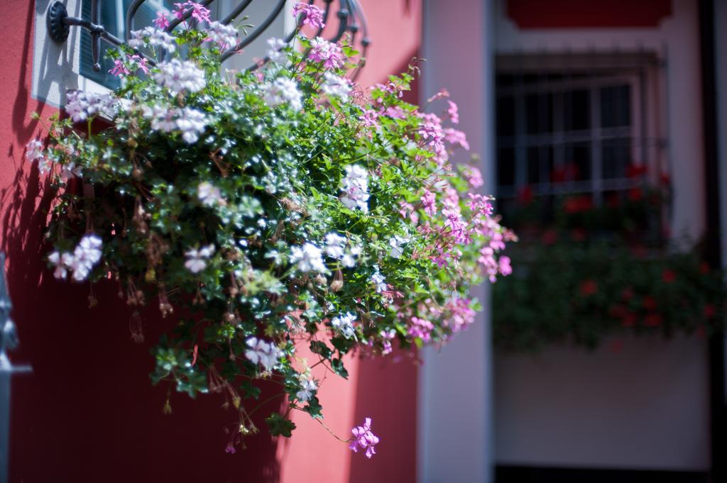 B&B Il Pettirosso Malonno エクステリア 写真